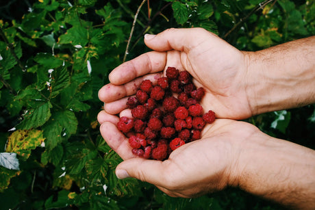 Was darf man aus dem Wald mitnehmen? Regeln, Tipps & ein Blick hinter die Naturgesetze